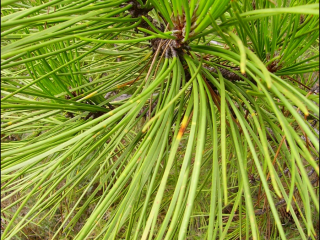 "Pinus Pinaster" (Pino Resinero, Pino Marítimo)